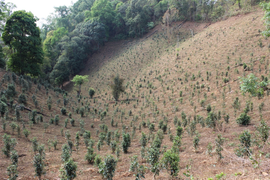 Tea plantations outside of a Paulong village.